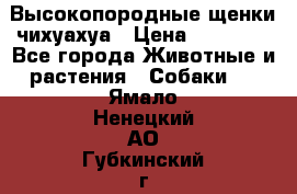 Высокопородные щенки чихуахуа › Цена ­ 25 000 - Все города Животные и растения » Собаки   . Ямало-Ненецкий АО,Губкинский г.